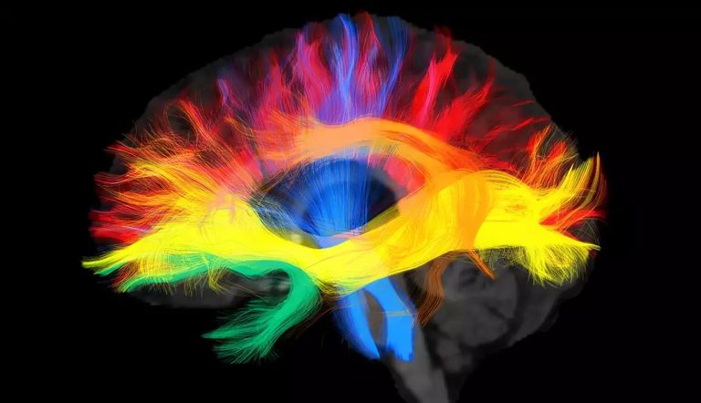 دربارۀ این مقاله بیشتر بخوانید Understanding the Language Connectome: The Brain’s Wiring for Speech and Communication