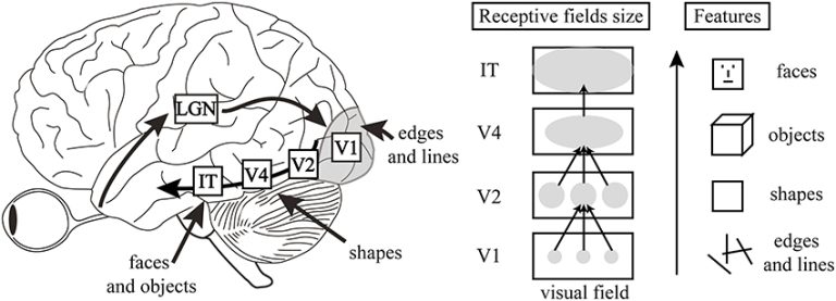 دربارۀ این مقاله بیشتر بخوانید کدگذاری سلسله‌مراتبی نورون‌ها: چگونه مغز از ساده به پیچیده می‌رسد؟